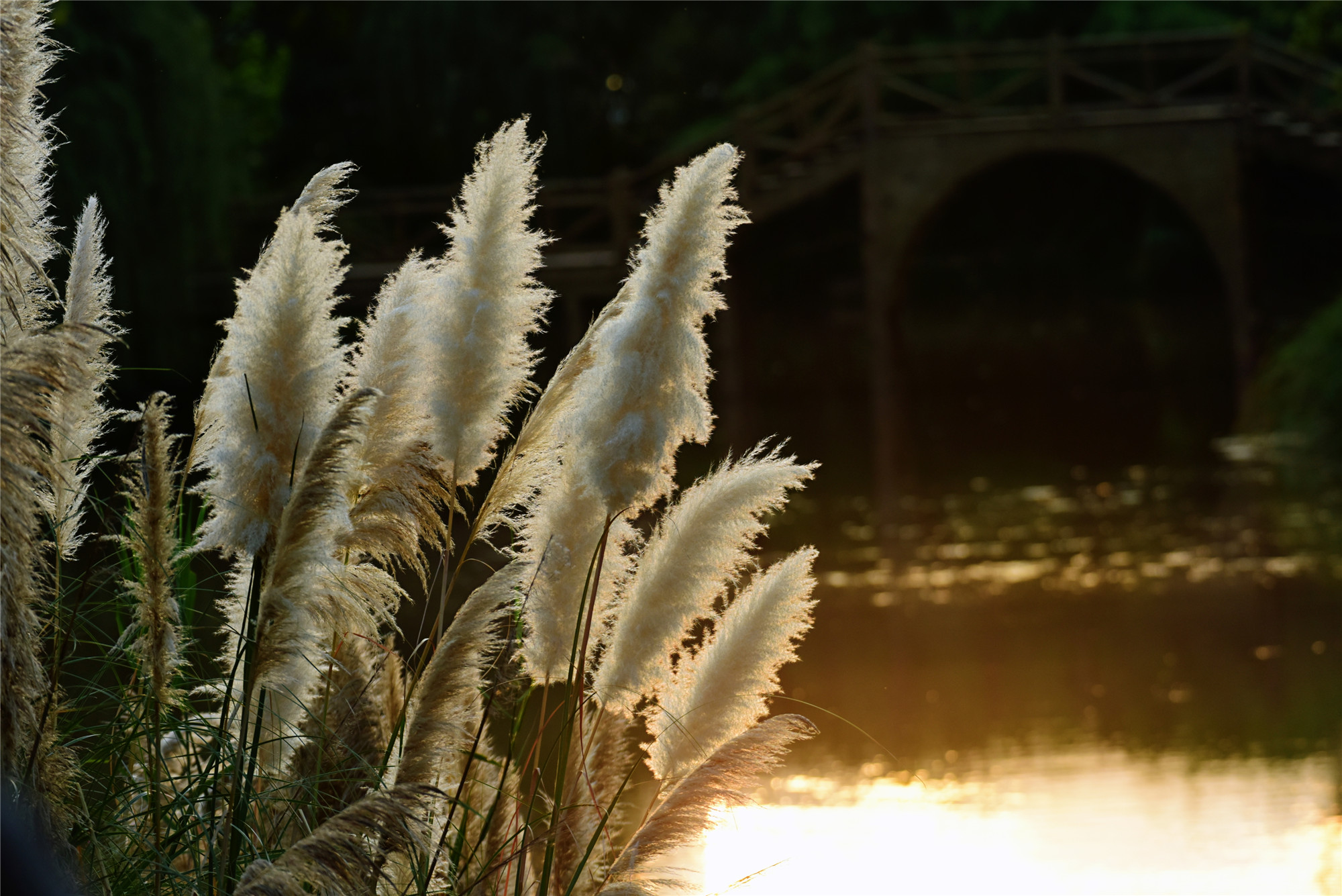 风中的芦苇荡——四川成渝高速公路股份有限公司成渝分公司 蒙丽琴_副本