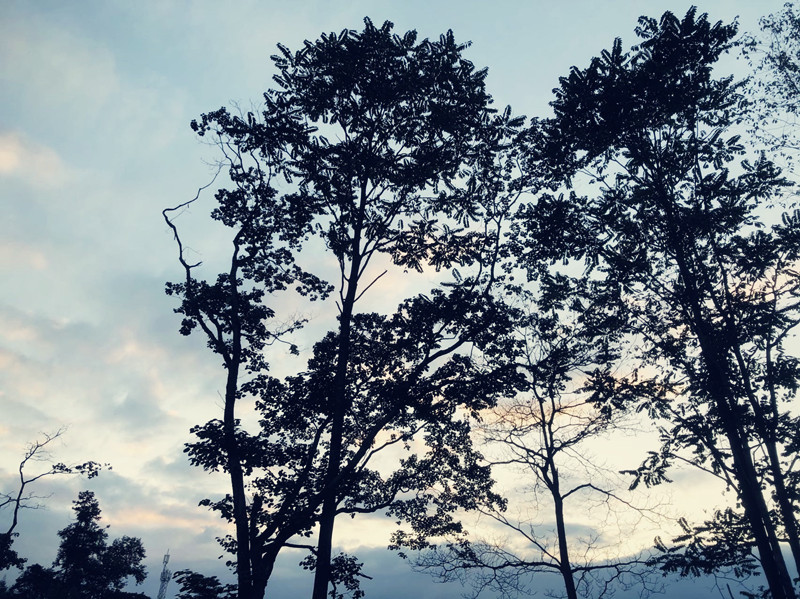 树——四川成渝高速公路股份有限公司成渝分公司高华庆_副本