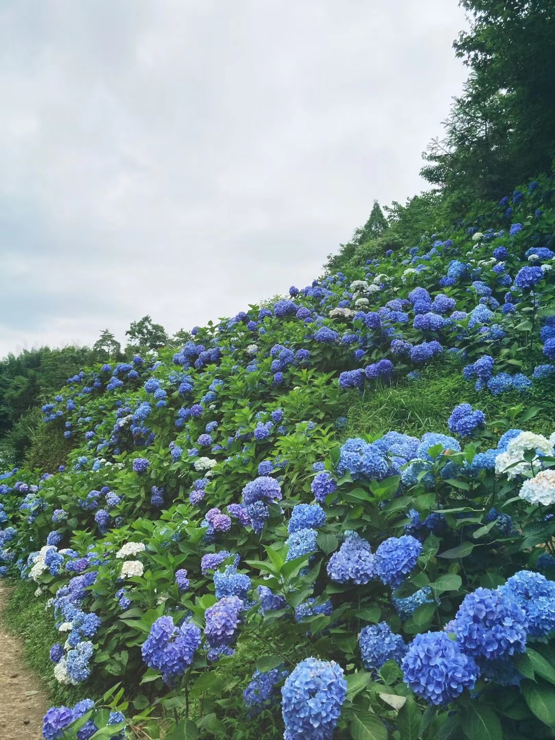 绣球花——四川成渝高速公路股份有限公司成渝分公司崔蓉