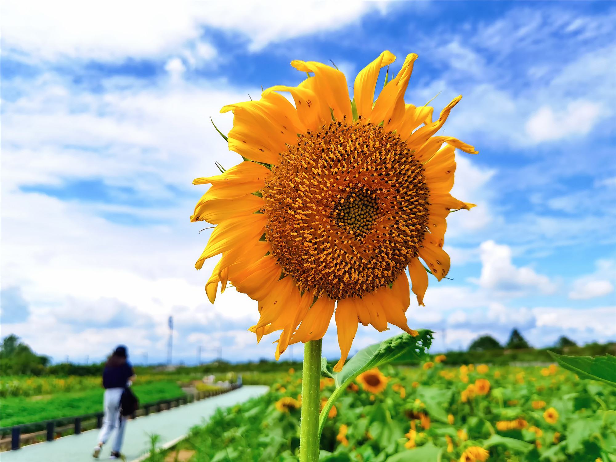 向日葵+四川成渝高速公路股份有限公司成渝分公司资阳管理处+贺晓_副本