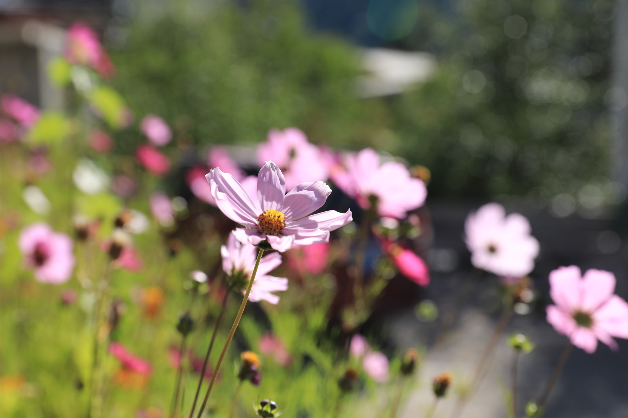 莫负东篱菊蕊黄——四川成渝高速公路股份有限公司成渝分公司曾恒_副本