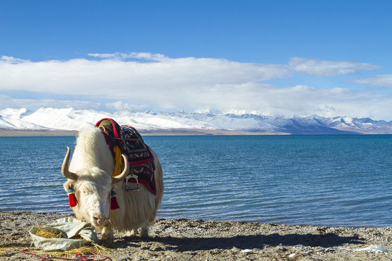 高原之舟-成渝高速公路股份有限公司成渝分公司成都处张家彬_副本