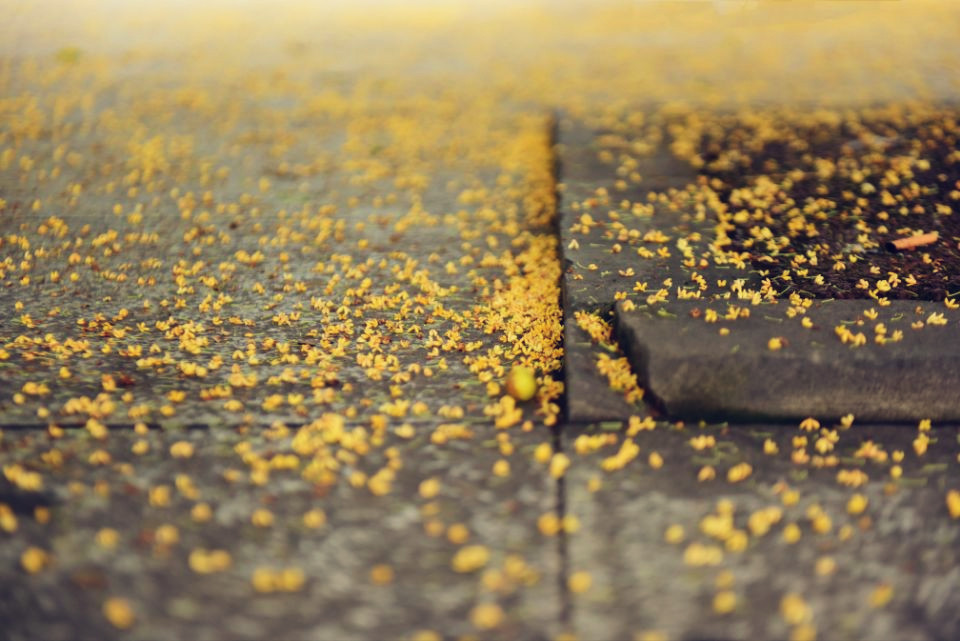 落地繁星——四川成渝高速公路股份有限公司成渝分公司 蒙丽琴_副本