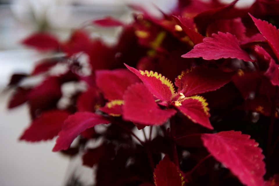 晚秋——四川成渝高速公路股份有限公司成渝分公司 刘娅_副本