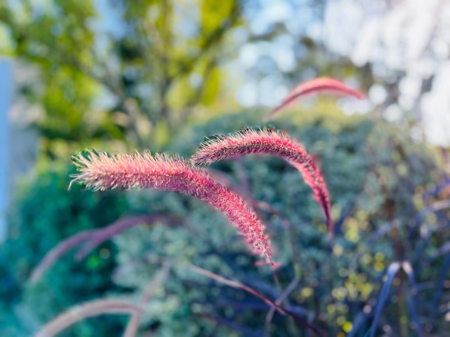 狗尾巴草的秋天—四川成渝高速公路股份有限公司成渝分公司廖琴2