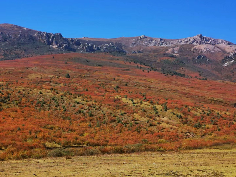 金秋时节——四川成渝高速公路股份有限公司成渝分公司叶伟_副本