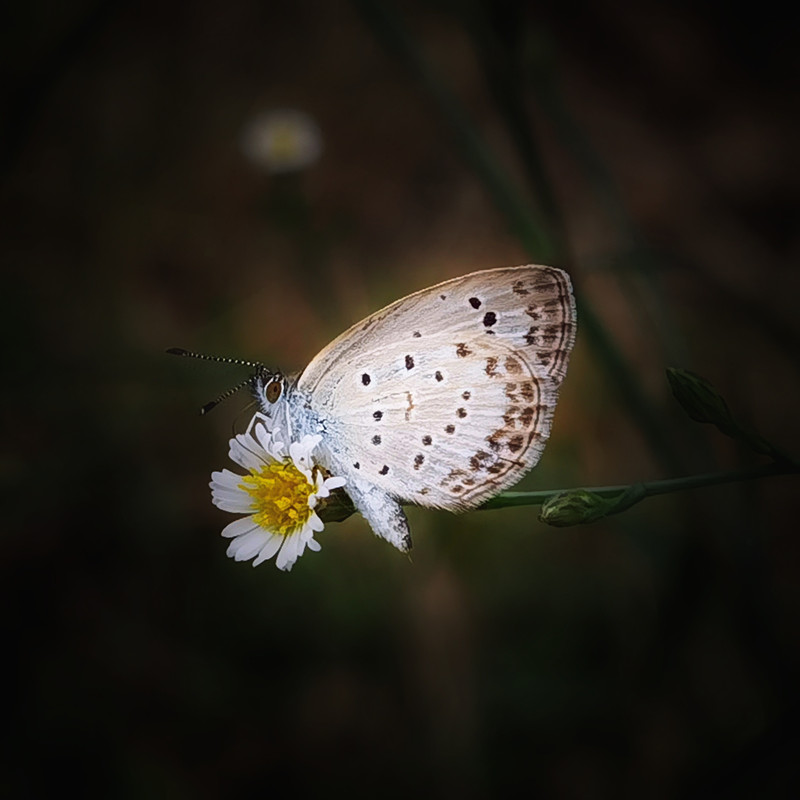 609、蝴蝶与花儿+四川成渝高速公路股份有限公司成渝分公司资阳管理处+贺晓_副本