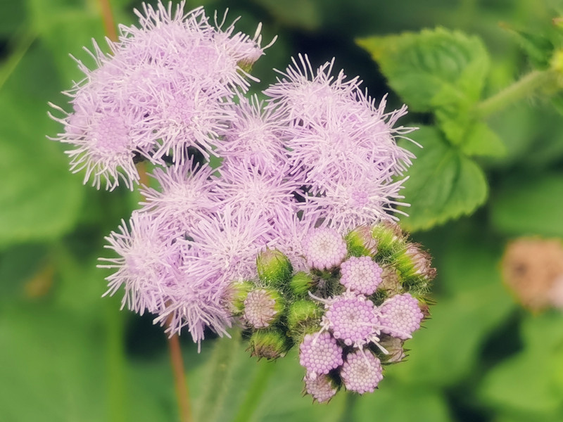 613、花簇+四川成渝高速公路股份有限公司成渝分公司资阳管理处+罗勇_副本