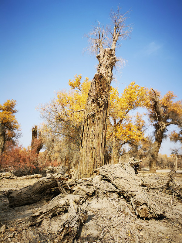 古朴与苍桑——四川成渝高速公路股份有限公司成渝分公司谢祥芬_副本