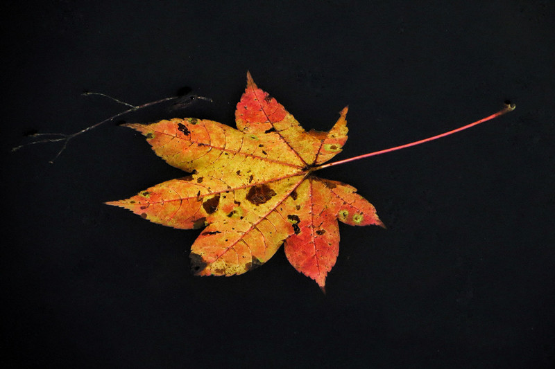 枯叶——四川成渝高速公路股份有限公司成渝分公司 刘沛菡_副本