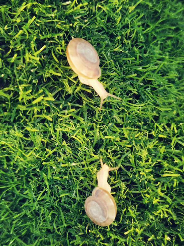 两小无猜—四川成渝高速公路股份有限公司成渝分公司廖琴_副本