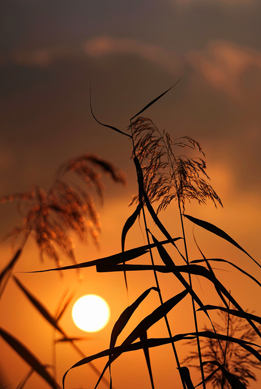 浣花落日—四川成渝高速公路股份有限公司成渝分公司成都管理处 吴先菊_副本