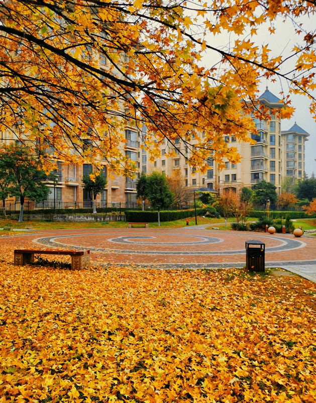 落叶—四川成渝高速公路股份有限公司成渝分公司成都管理处 邓建军_副本