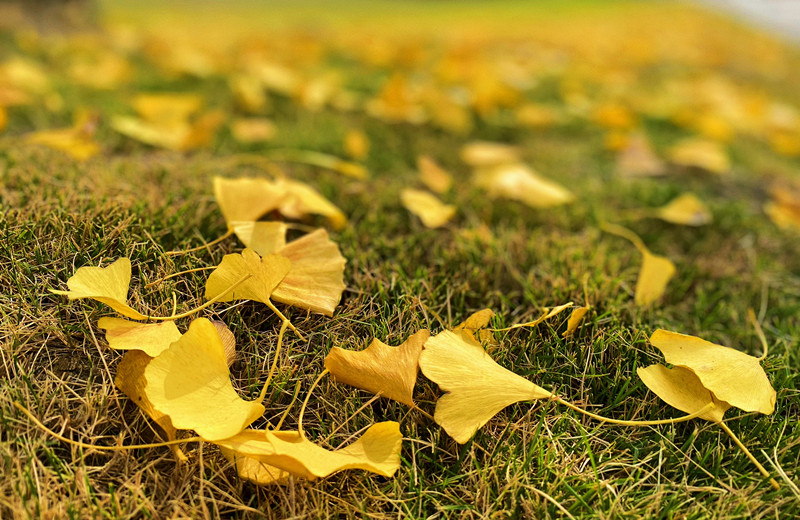 落叶知秋—四川成渝高速公路股份有限公司成渝分公司成都管理处 叶露_副本