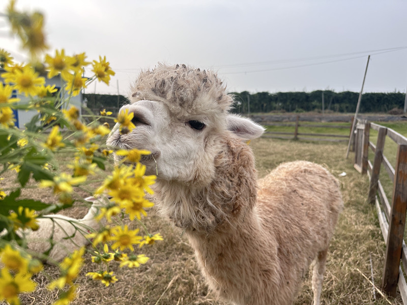 羊驼——四川成渝高速公路股份有限公司成渝分公司 孙东华_副本