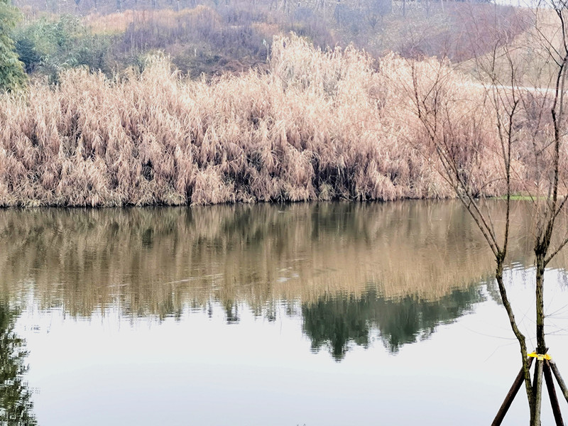 池塘秋色——四川成渝高速公路股份有限公司成渝分公司 陈梅_副本