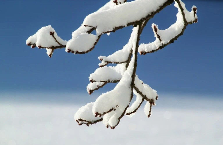 雪满枝头——四川成渝高速公路股份有限公司成渝分公司  唐艳_副本