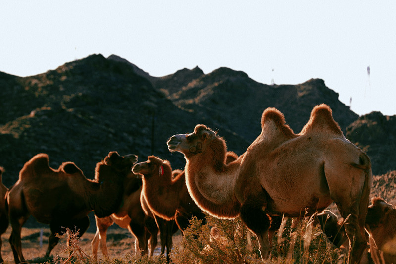 期盼+四川成渝高速公路股份有限公司成渝分公司钟梦影_副本