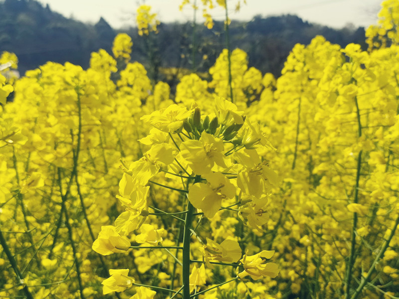 故事的小黄花——四川成渝高速公路股份有限公司成渝分公司+马翎_副本