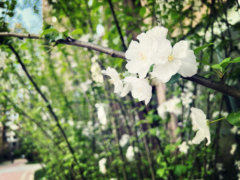春暖花开——四川成渝高速公路股份有限公司成渝分公司崔蓉_副本