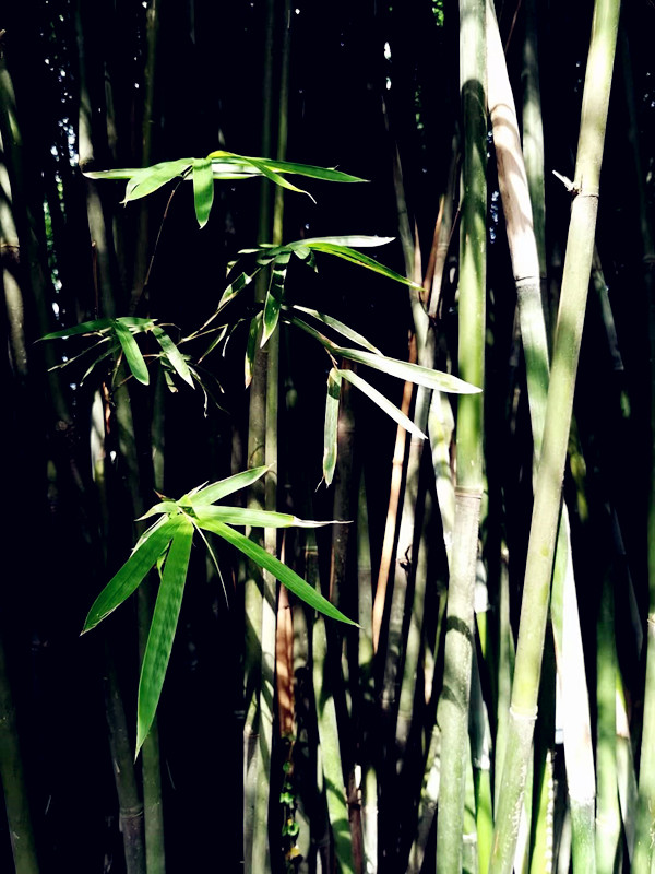 洞见——四川成渝高速公路股份有限公司成渝分公司刘玉环_副本