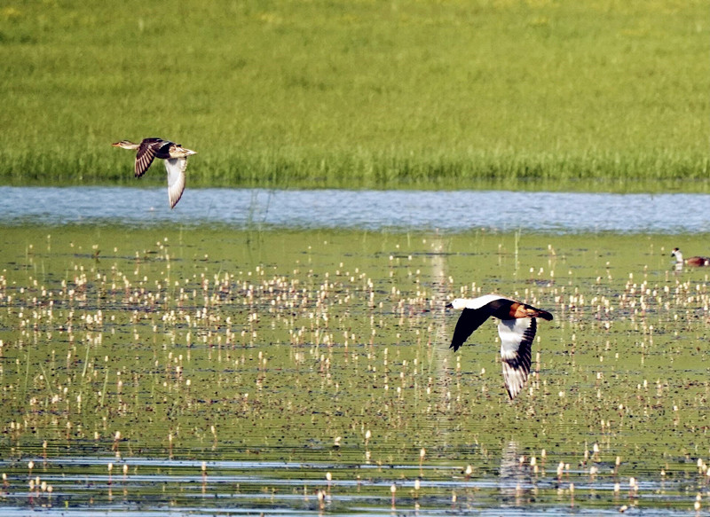 野鸭子——四川成渝高速公路股份有限公司成渝分公司吴先菊_副本