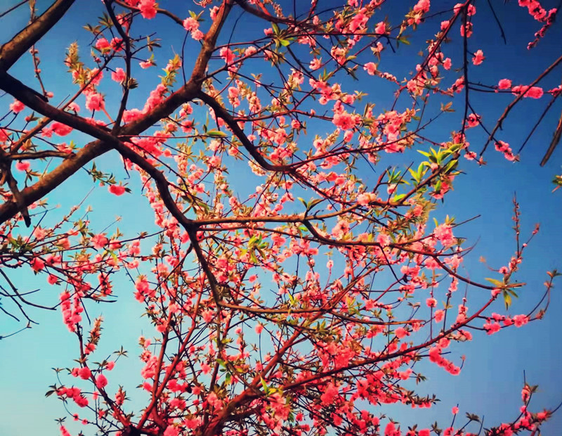 一树繁花——四川成渝高速公路股份有限公司成渝分公司唐艳_副本