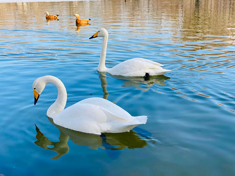 相伴—四川成渝高速公路股份有限公司成渝分公司廖琴_副本