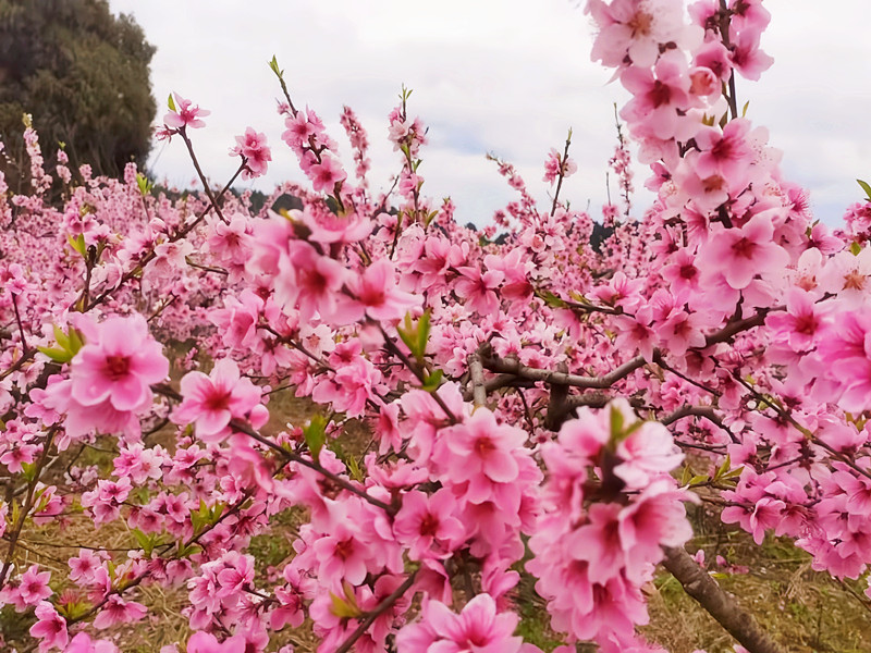 桃花盛开时——四川成渝高速公路股份有限公司成渝分公司+吴嗣芳_副本