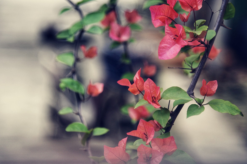 208、姹紫嫣红+四川成渝高速公路股份有限公司成渝分公司资阳管理处+王燕_副本