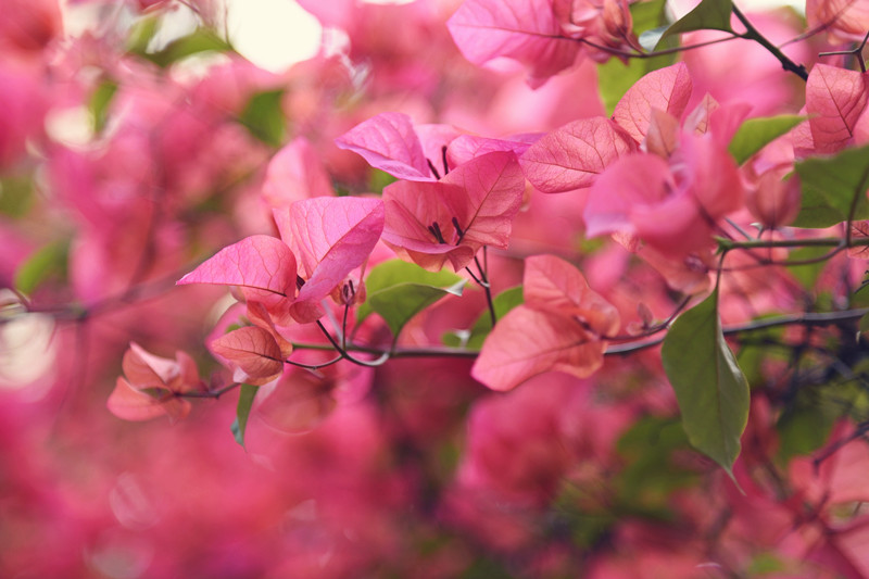 252、报春+四川成渝高速公路股份有限公司成渝分公司资阳管理处+王燕_副本