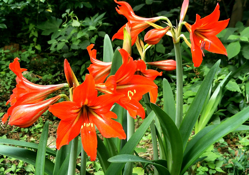 繁花——四川成渝高速公路股份有限公司成渝分公司刘志伯_副本