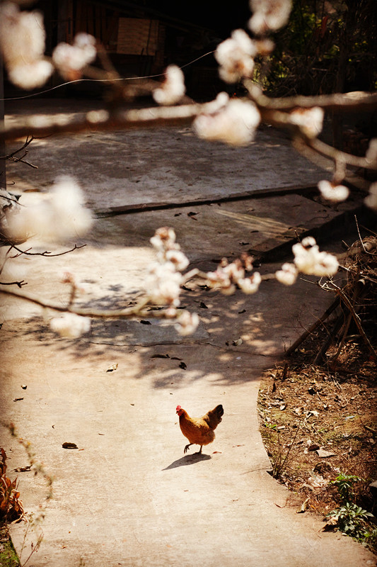 觅食——四川成渝高速公路股份有限公司成渝分公司王琴_副本