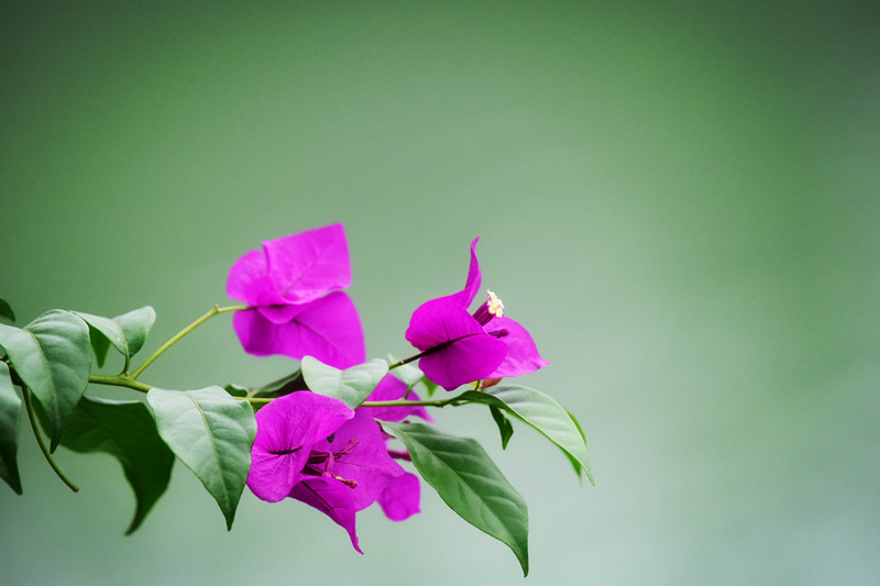 三角梅——四川成渝高速公路股份有限公司成渝分公司 蒙丽琴_副本