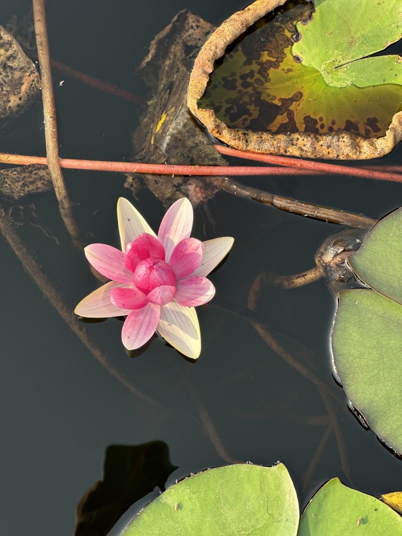 莲+林琳+成都管理处