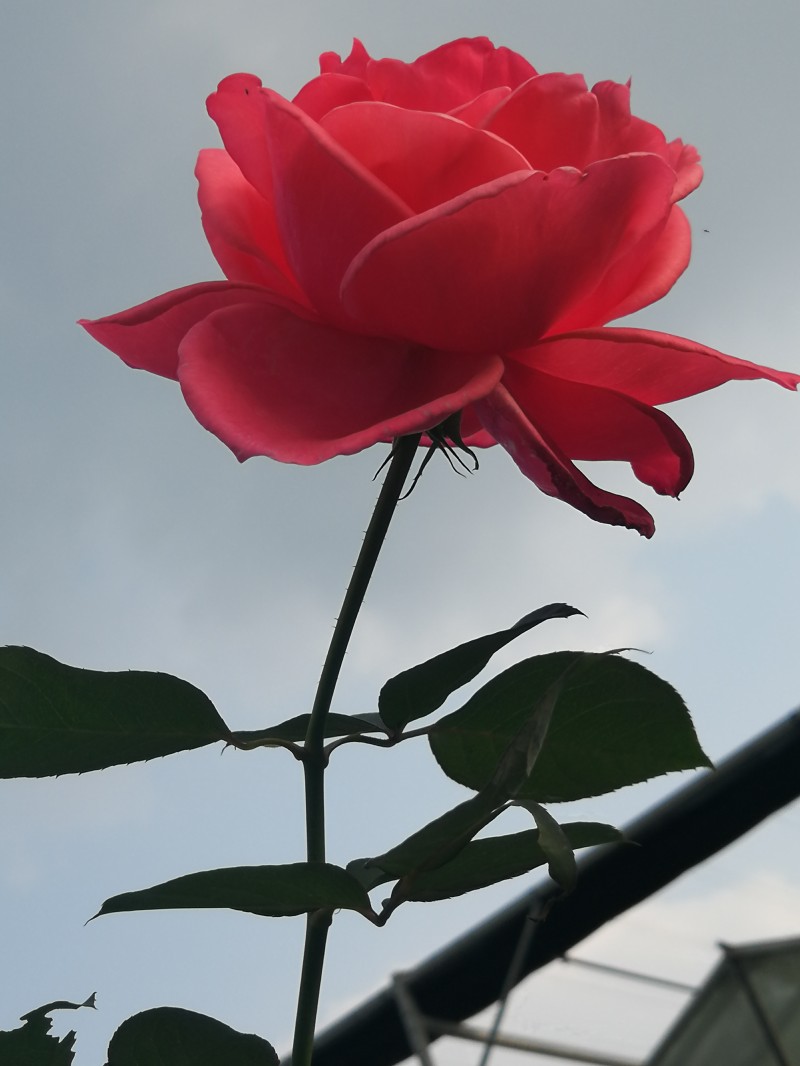 月季+四川成渝高速公路股份有限公司成渝分公司资阳管理处+罗勇