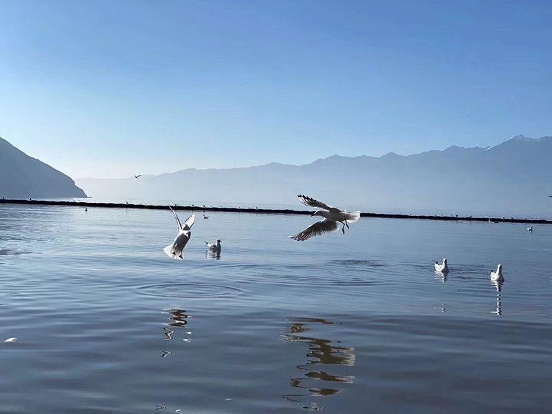 海鸥——四川成渝高速公路股份有限公司成渝分公司刘城辰_副本