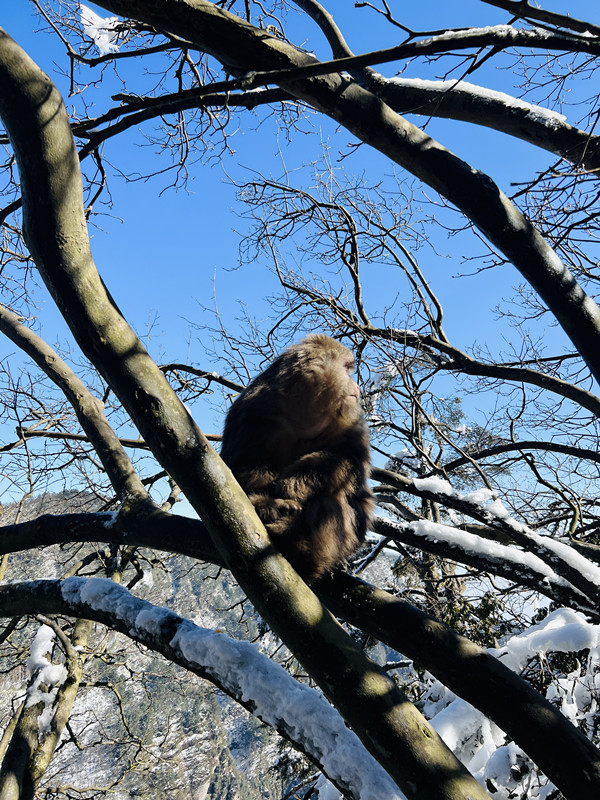 猴——四川成渝高速公路股份有限公司成渝分公司王琴_副本