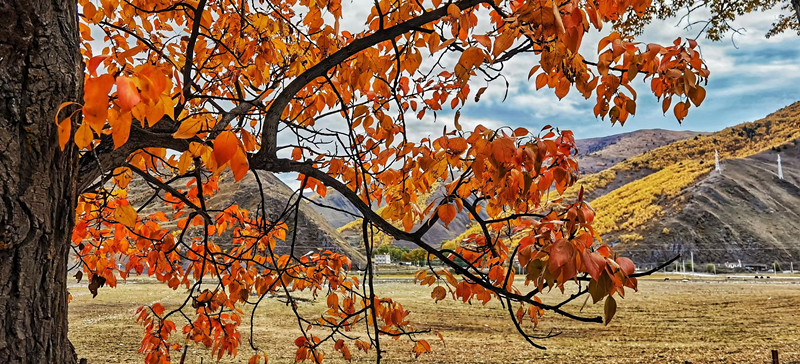 落叶知秋——四川成渝高速公路股份有限公司成渝分公司高华庆_副本
