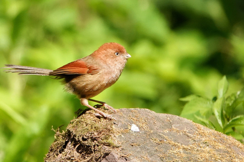 守望——四川成渝高速公路股份有限公司成渝分公司刘沛菡_副本