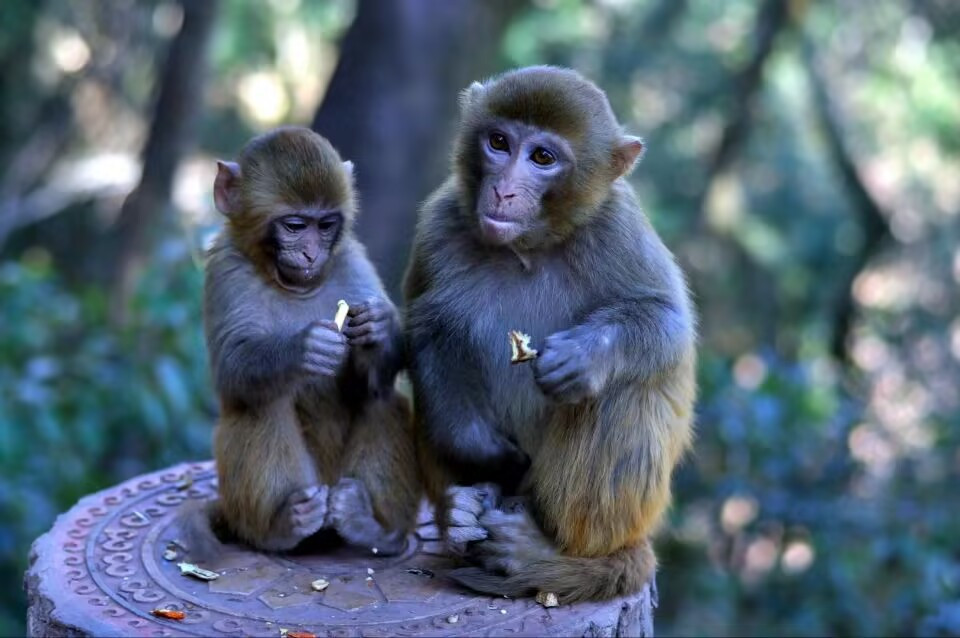 享—四川成渝高速公路股份有限公司成渝分公司廖琴_副本