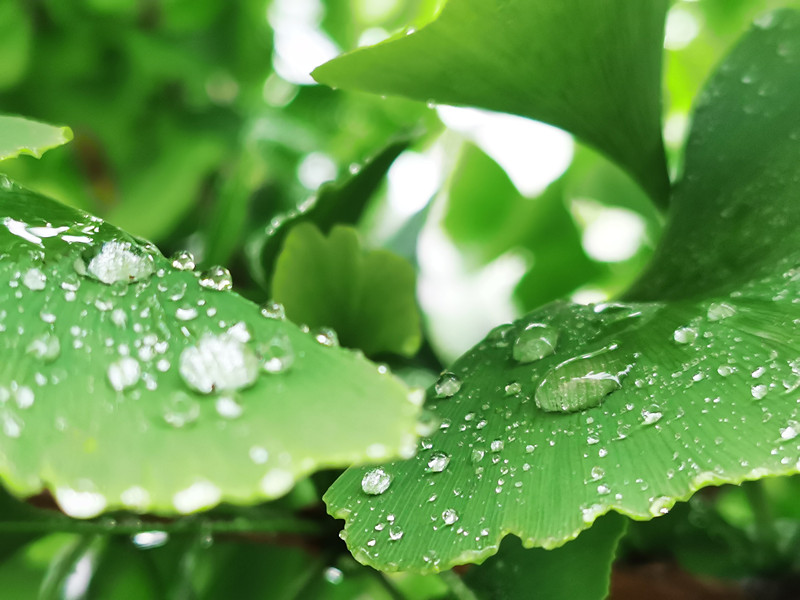 绿叶——四川成渝高速公路股份有限公司成渝分公司吴先菊_副本