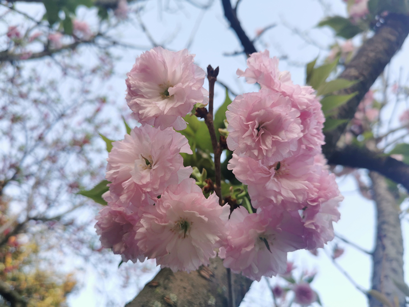 145、花团锦簇+四川成渝高速公路股份有限公司资阳管理处+王燕