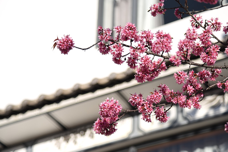 墙角数枝梅+四川成渝高速公路股份有限公司成渝分公司资阳管理处+王燕_副本