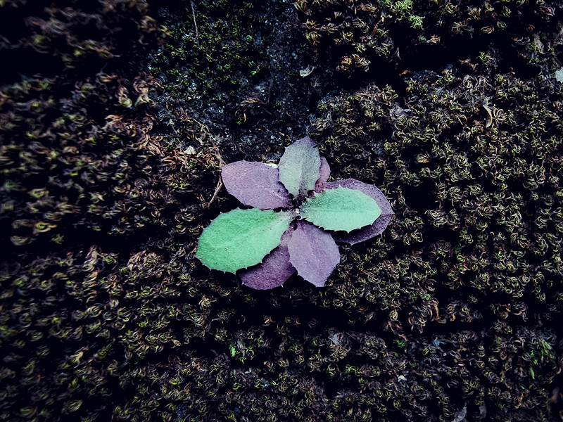 和谐共生+四川成渝高速公路股份有限公司成渝分公司资阳管理处+邹丽_副本