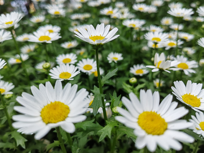 孤赏+四川成渝高速公路股份有限公司成渝分公司资阳管理处+黄旭鹰_副本