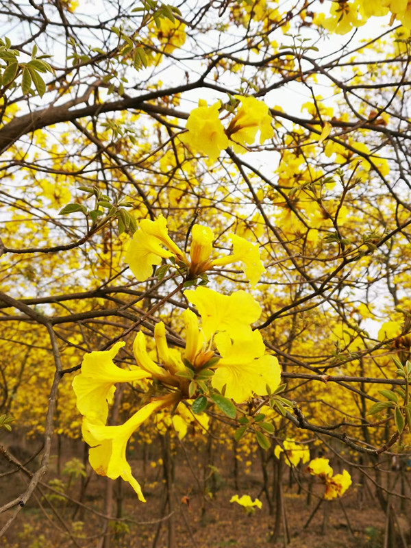 金灿灿的黄凤玲——四川成渝高速公路股份有限公司成渝分公司陈鑫_副本