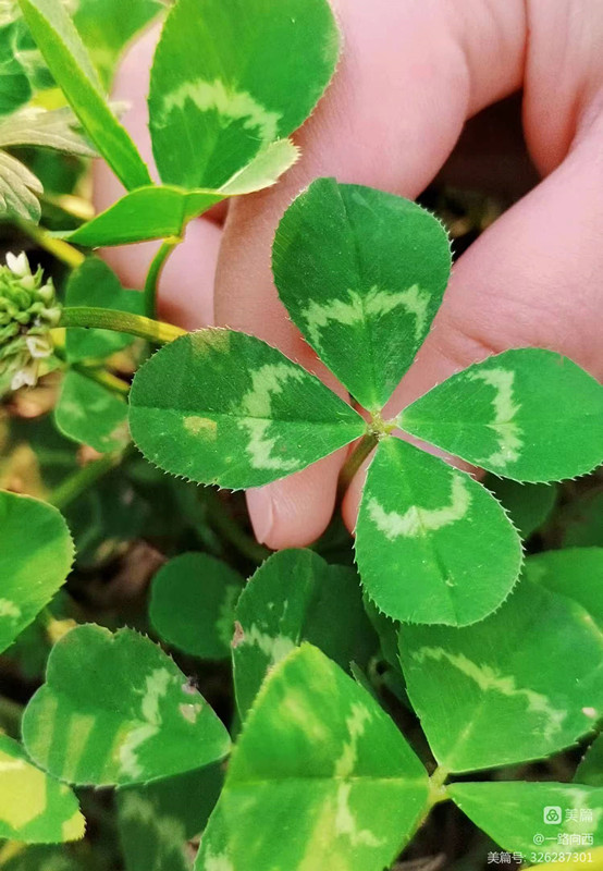 四叶草——四川成渝高速公路股份有限公司成渝分公司周发_副本