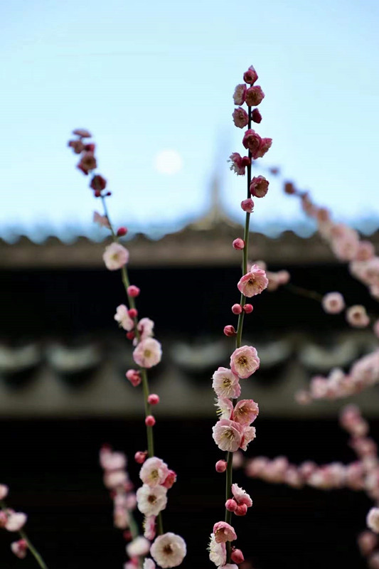 286、花开正好+四川成渝高速公路股份有限公司成渝分公司资阳管理处+邓丽艳_副本