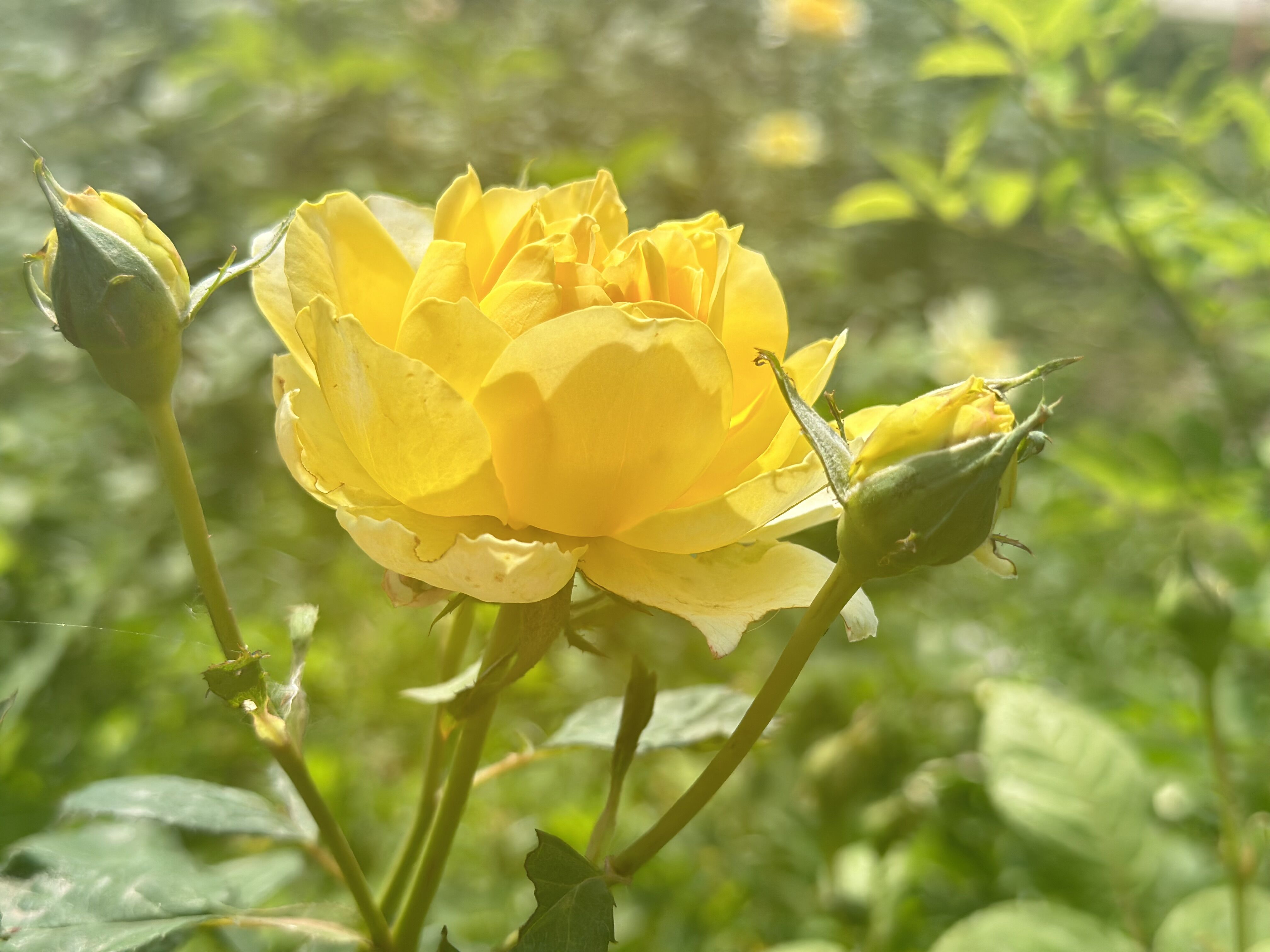 阳光 玫瑰——四川成渝高速公路股份有限公司成渝分公司 孙东华